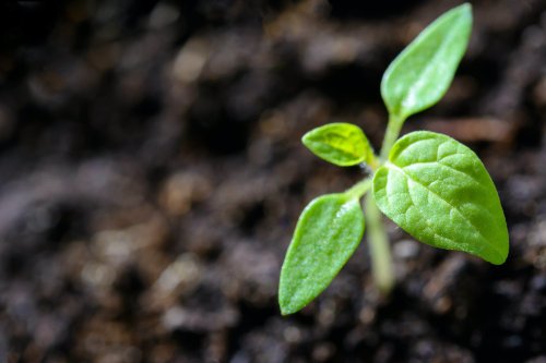 Optimiser la santé des cultures et sécuriser les rendements avec les extraits de plantes d'Agrisymbiose