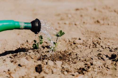 Dripp-in-System votre système d'irrigation sur mesure pour arrosage cultures hors-sol et enterrées